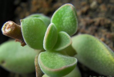 火星兔子原始种简述 火星兔子原始种介绍