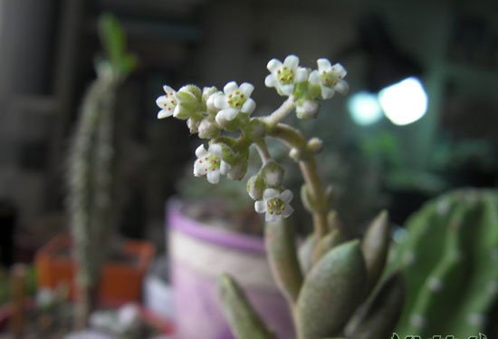 火星兔子原始种