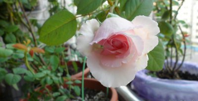 月季伊芙马蒂诺风琴讲解 伊芙马蒂诺风琴图片大全