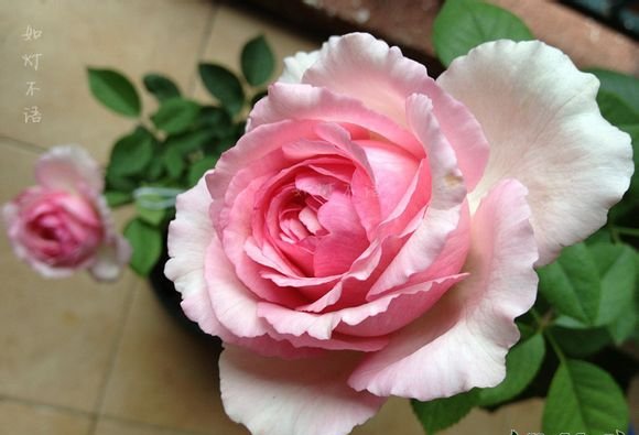 伊芙马蒂诺风琴图片四