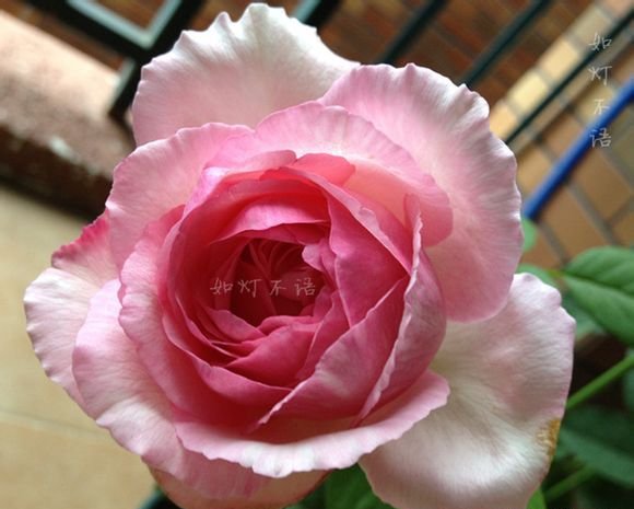 伊芙马蒂诺风琴图片五
