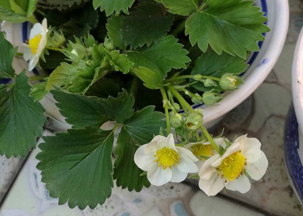草莓的花是什么颜色的|白色和红色