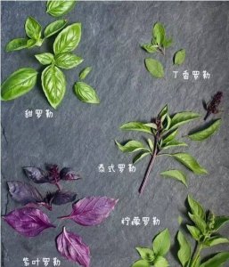 罗勒品种及种植要点介绍 罗勒的品种介绍（附种植要点）