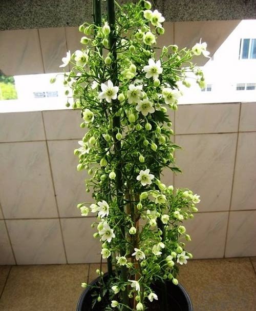 铁线莲银币的资料介绍