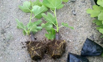 无花果的繁殖方式 无花果的繁殖方式有哪些？