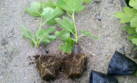 无花果的繁殖方式