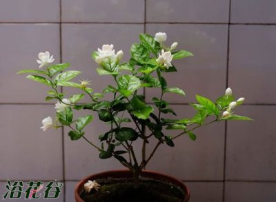 茉莉盆栽养殖心得 茉莉盆栽怎么养（心得篇）