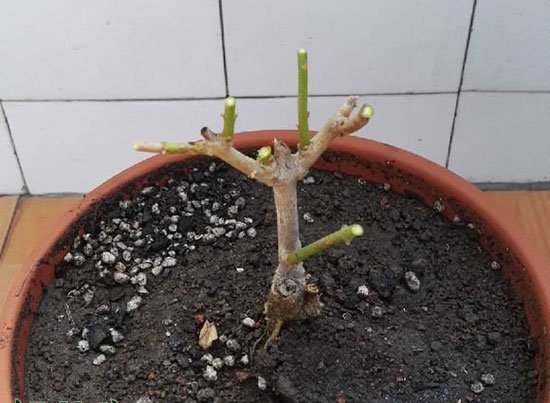 茉莉盆栽怎么养