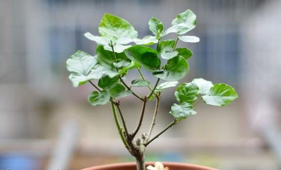 茉莉盆栽怎么养