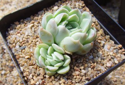 月影系星影多肉介绍 月影系星影多肉照片图