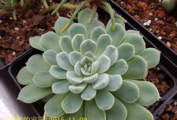 月影系星影多*图片三