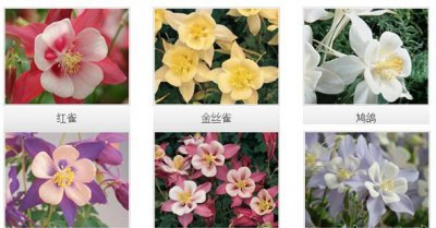 大花耧斗菜品种介绍（图） 大花耧斗菜品种介绍及图片展示