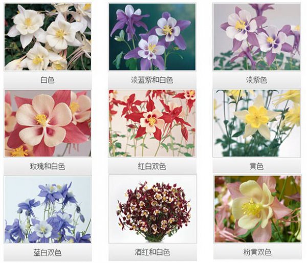 大花耧斗菜品种介绍
