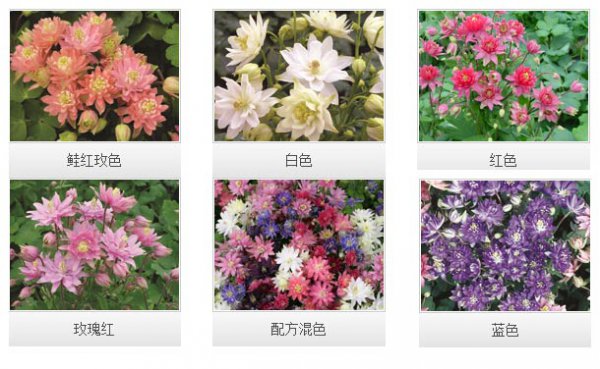 大花耧斗菜品种介绍