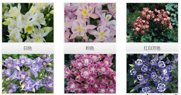 大花耧斗菜品种介绍