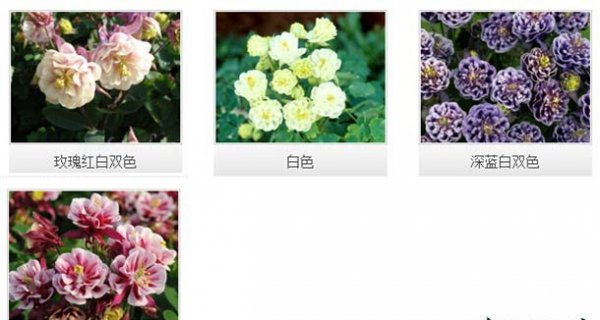 大花耧斗菜品种介绍
