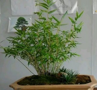 米竹盆栽养护要点 米竹盆栽怎么养（注意事项）