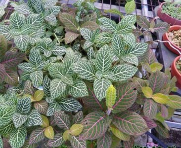 网纹草是否开花及开花图 网纹草开花吗（附开花图）