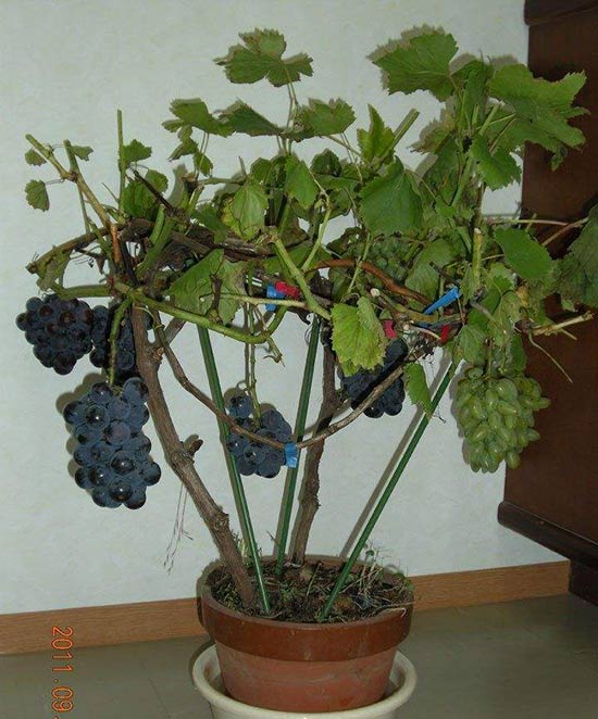 盆栽葡萄架如何搭|多图