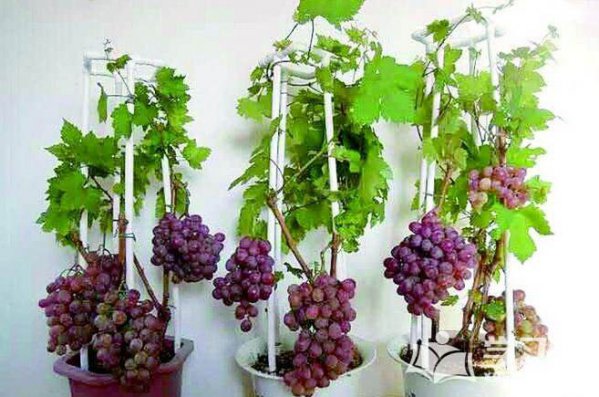 盆栽葡萄架如何搭|多图