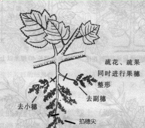 盆栽葡萄架如何搭|多图