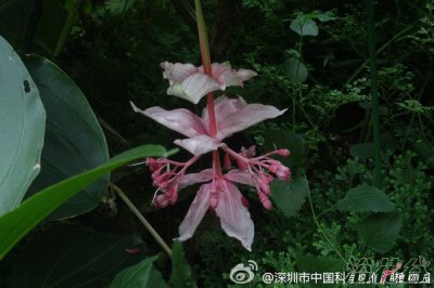 宝莲灯花繁殖方法 宝莲灯花的繁殖方法