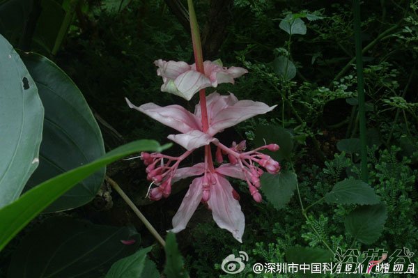 宝莲灯花的繁殖方法