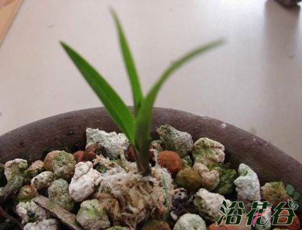 兰花幼苗的养护方法