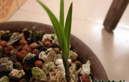 兰花幼苗的养护方法