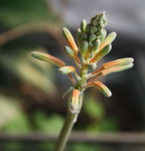 波露会开花吗（开花图） 波露会开花吗？（附开花图）