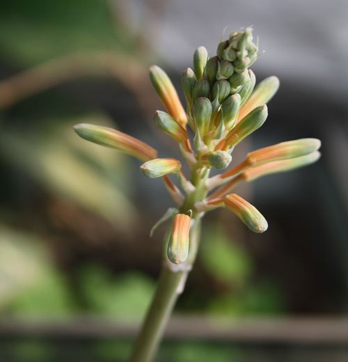 波露会开花吗