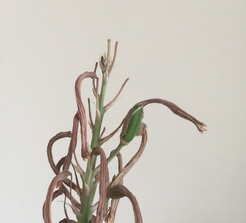 波露会开花吗