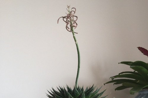 波露会开花吗