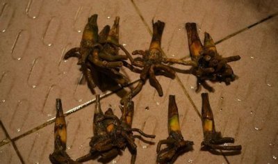 兰花老芦头的捂法（图文） 兰花老芦头的养护技巧（图文）