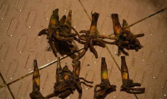 兰花老芦头的捂法
