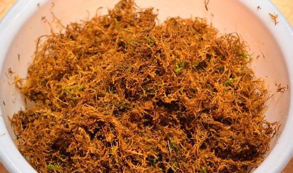 兰花老芦头的捂法