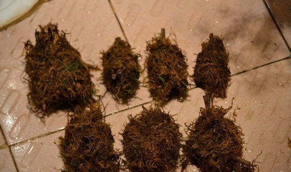兰花老芦头的捂法