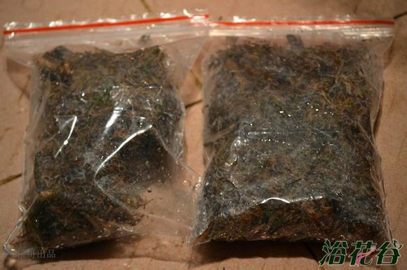 兰花老芦头的捂法