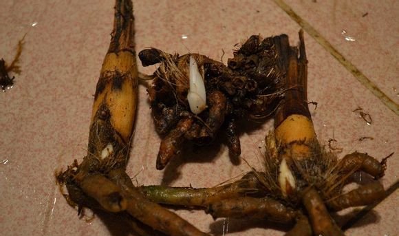 兰花老芦头的捂法