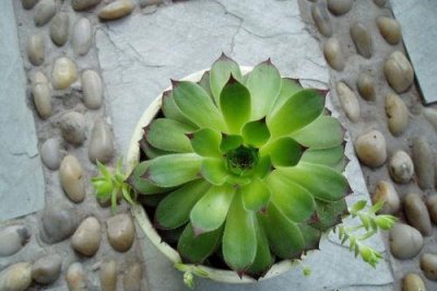 长生草繁殖 长生草的繁殖