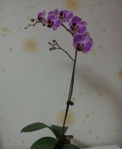 蝴蝶兰的花友管理经验 蝴蝶兰怎样管理（花友经验）