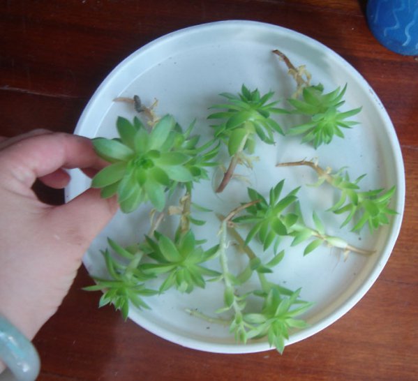 景天科观音莲的繁殖方法