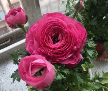 花毛茛什么时候开花|花期多久 花毛茛的开花时间与花期持续多久