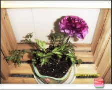 花毛茛的养护