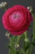 花毛茛的养护