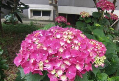 绣球花一年开花次数 绣球花一年开几次花