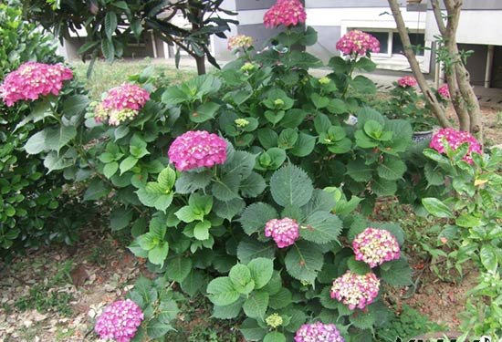 绣球花一年开几次花