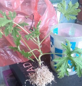 生根粉的使用方法 生根粉的具体使用方式