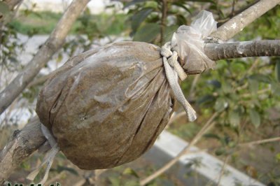 桑叶牡丹繁殖技巧 桑叶牡丹的繁殖方法