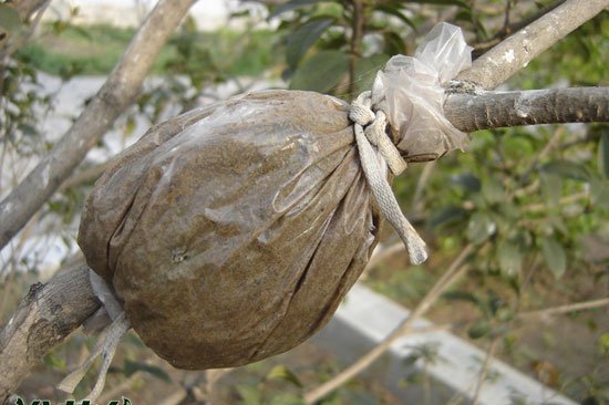 桑叶牡丹的繁殖方法